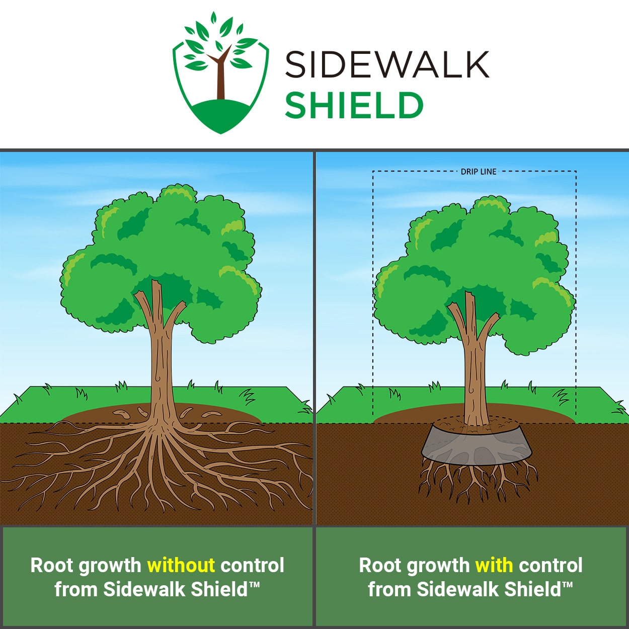 Shows how invasive tree roots can be without root barriers installed like Sidewalk Shield